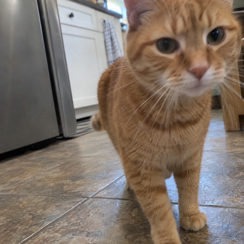 A ginger cat on a kitchen floor, photographed from the cat’s own height