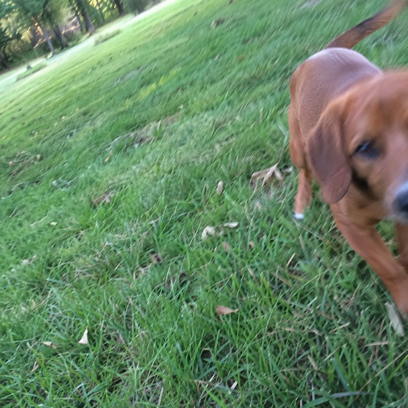 A brown dog on grass, half out of the frame, the horizon tilted