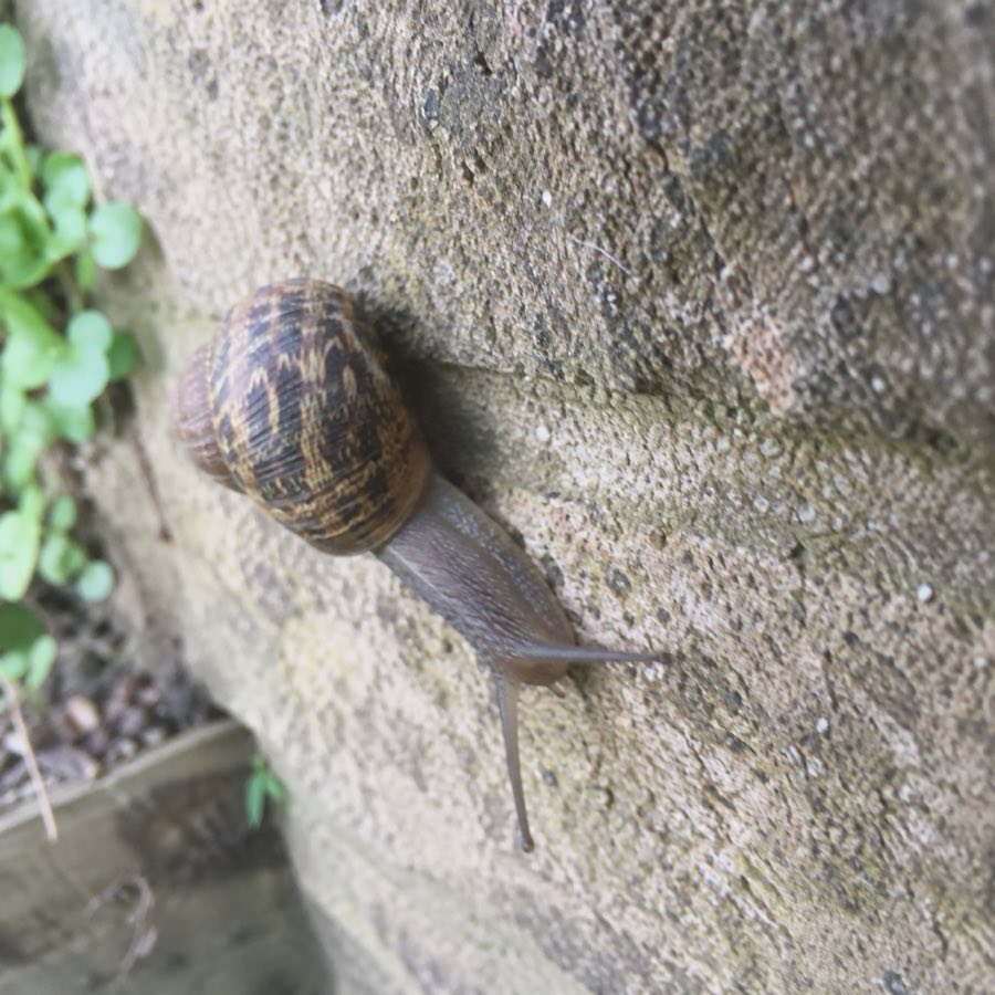 A snail on a garden wall, slightly out of focus